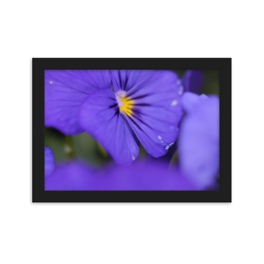 Framed matte paper poster - Purple Flowers