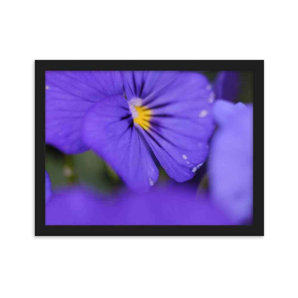 Framed matte paper poster - Purple Flowers